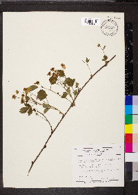 Rubus flagellaris image