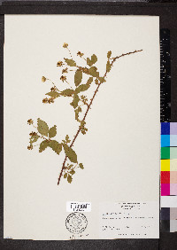 Rubus flagellaris image