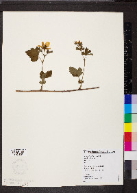 Rubus flagellaris image