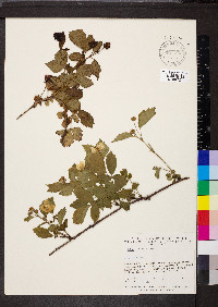 Rubus flagellaris image