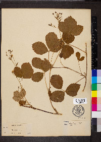 Rubus hispidus image