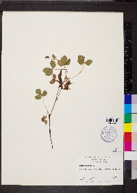 Rubus hispidus image