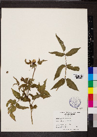 Rubus illecebrosus image