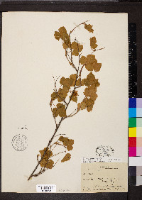 Rubus neomexicanus image