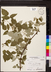 Rubus occidentalis image