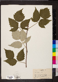 Rubus occidentalis image