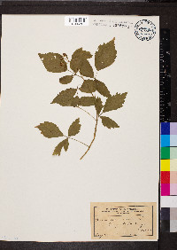 Rubus occidentalis image