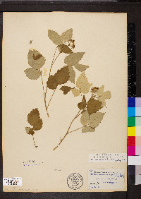 Rubus occidentalis image