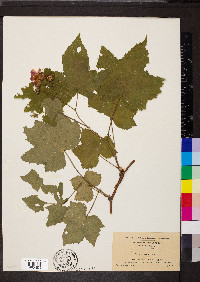 Rubus odoratus image