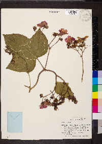 Rubus odoratus image