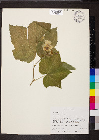 Rubus parviflorus image