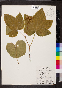 Rubus parviflorus image