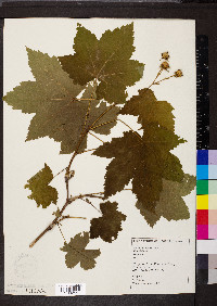 Rubus parviflorus image