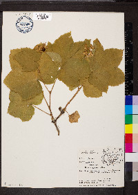 Rubus parviflorus image