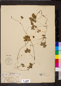 Rubus pedatus image