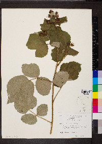 Rubus phoenicolasius image