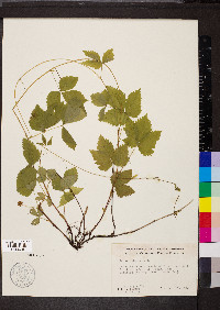 Rubus pubescens image