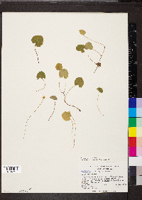 Rubus repens image