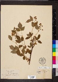 Rubus setosus image