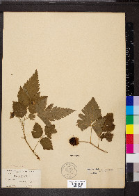 Rubus spectabilis image
