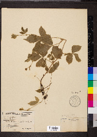 Rubus pubescens var. pubescens image