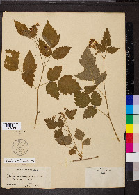 Rubus ursinus image