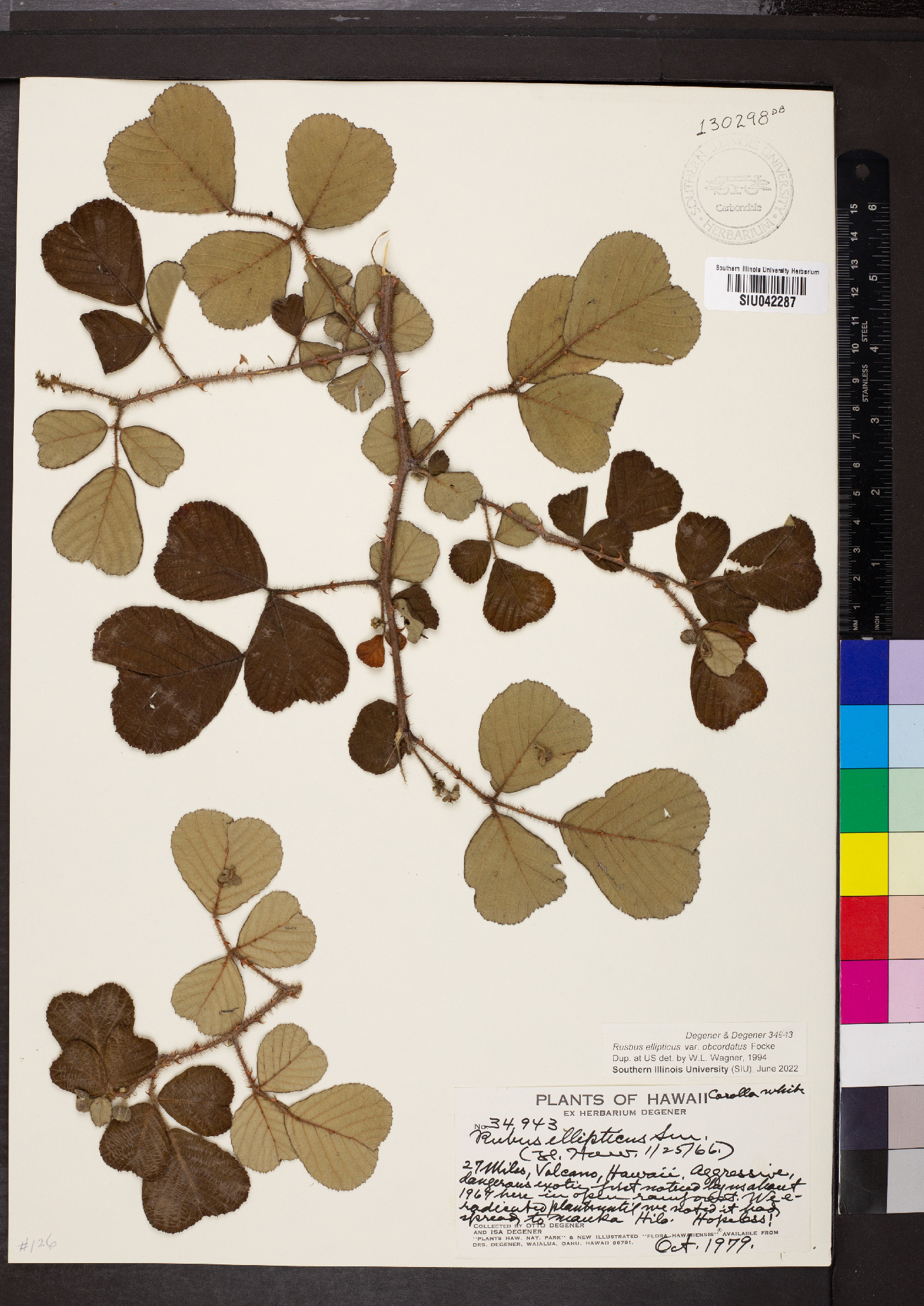 Rubus ellipticus var. obcordatus image