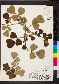 Rubus ellipticus image