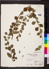 Spiraea alba image