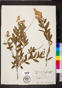 Spiraea alba image