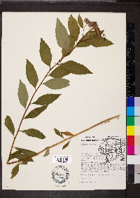 Spiraea japonica image