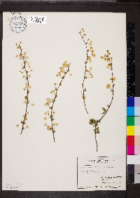 Spiraea prunifolia image