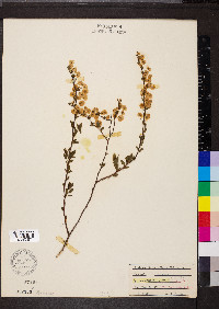 Spiraea prunifolia image