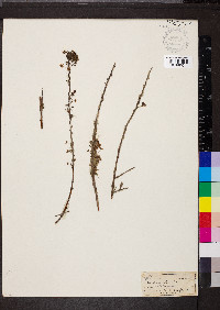 Spiraea alba image