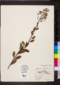 Spiraea alba var. latifolia image