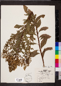 Spiraea alba var. latifolia image