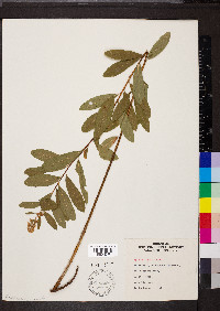 Spiraea alba image