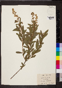 Spiraea alba image