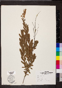 Spiraea alba image