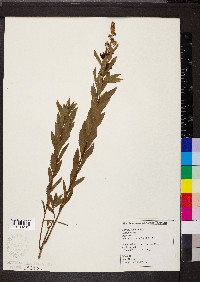 Spiraea alba image