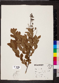 Spiraea alba image