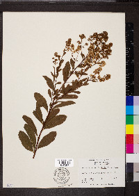 Spiraea alba image