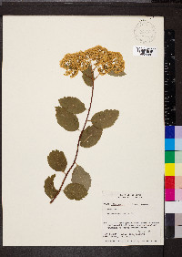Spiraea betulifolia image