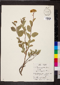 Spiraea betulifolia image