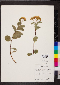 Spiraea betulifolia image