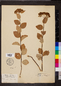 Spiraea corymbosa image