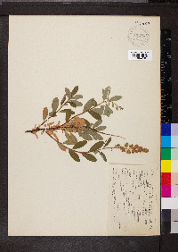 Spiraea douglasii image