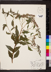 Spiraea japonica image