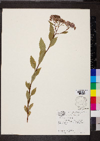 Spiraea japonica image