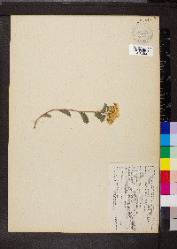 Spiraea lucida image